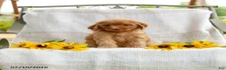 Mini Goldendoodle dogs for sale: Joy - Ad 1