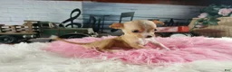 Chihuahua dogs for sale: Vanillas fawn white girl. Hand Delivery  - Ad 7