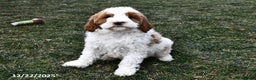 Mini Goldendoodle dogs for sale: Snowball - Ad 3