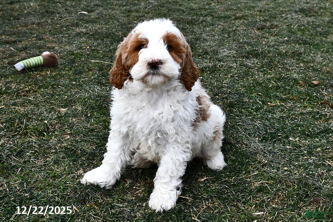 Mini Goldendoodle dogs for sale: Snowball - Ad 3