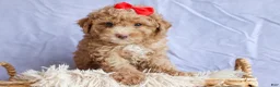Miniature Poodle dogs for sale: ANDREW - Ad 6