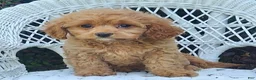 Cavapoo dogs for sale: Karlie - Ad 4
