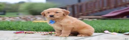 Golden Retriever dogs for sale:  Eclipse  - Ad 3