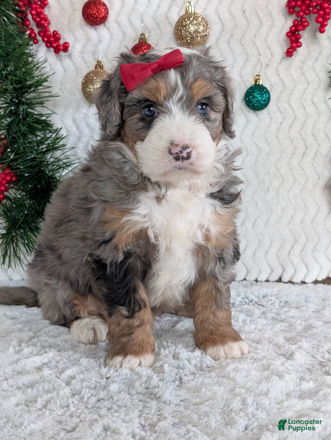 Mini Bernedoodle dogs for sale: Mini Niko  - Ad 19