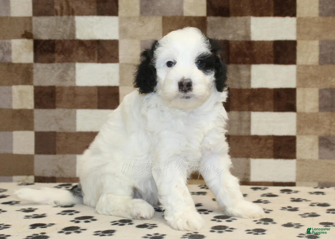 Mini Bernedoodle dogs for sale: Lily - Ad 4
