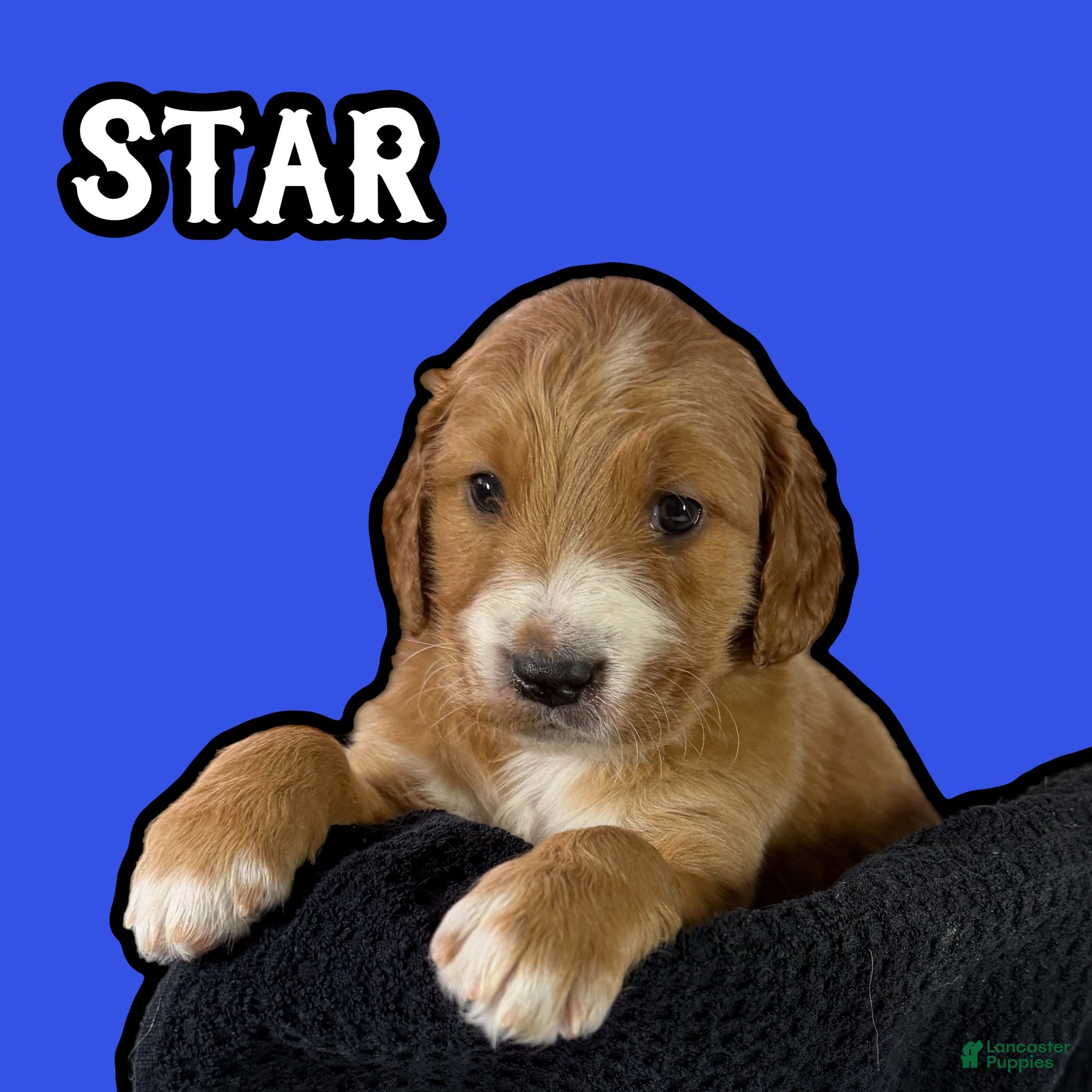 Goldendoodle dogs Star - Ad 34
