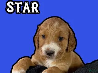 Goldendoodle dogs Star - Ad 34