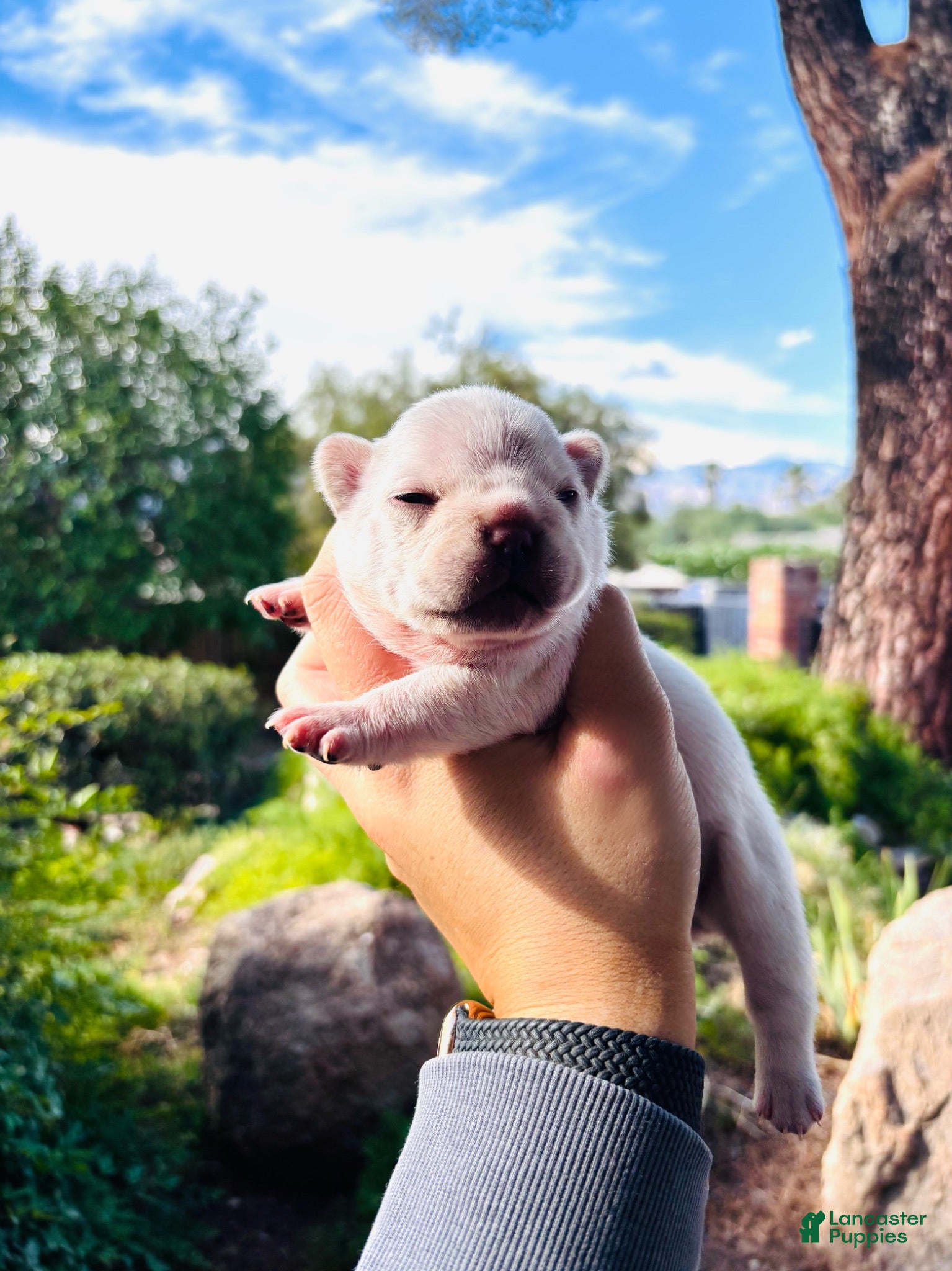 French Bulldog dogs French Bulldog 7 - Ad 12