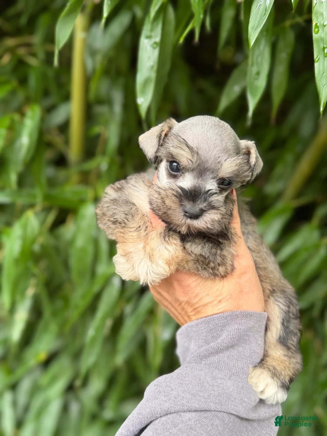 Miniature Schnauzer dogs for sale: Miniature Schnauzer 2 - Ad 1