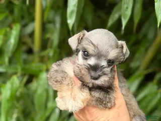 Miniature Schnauzer dogs Miniature Schnauzer 2 - Ad 16