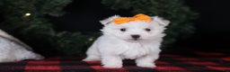 Maltese dogs for sale: APOLLO - Ad 19