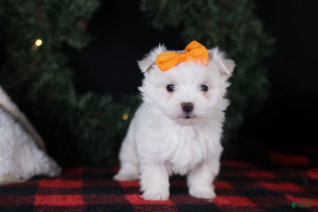Maltese dogs for sale: APOLLO - Ad 19