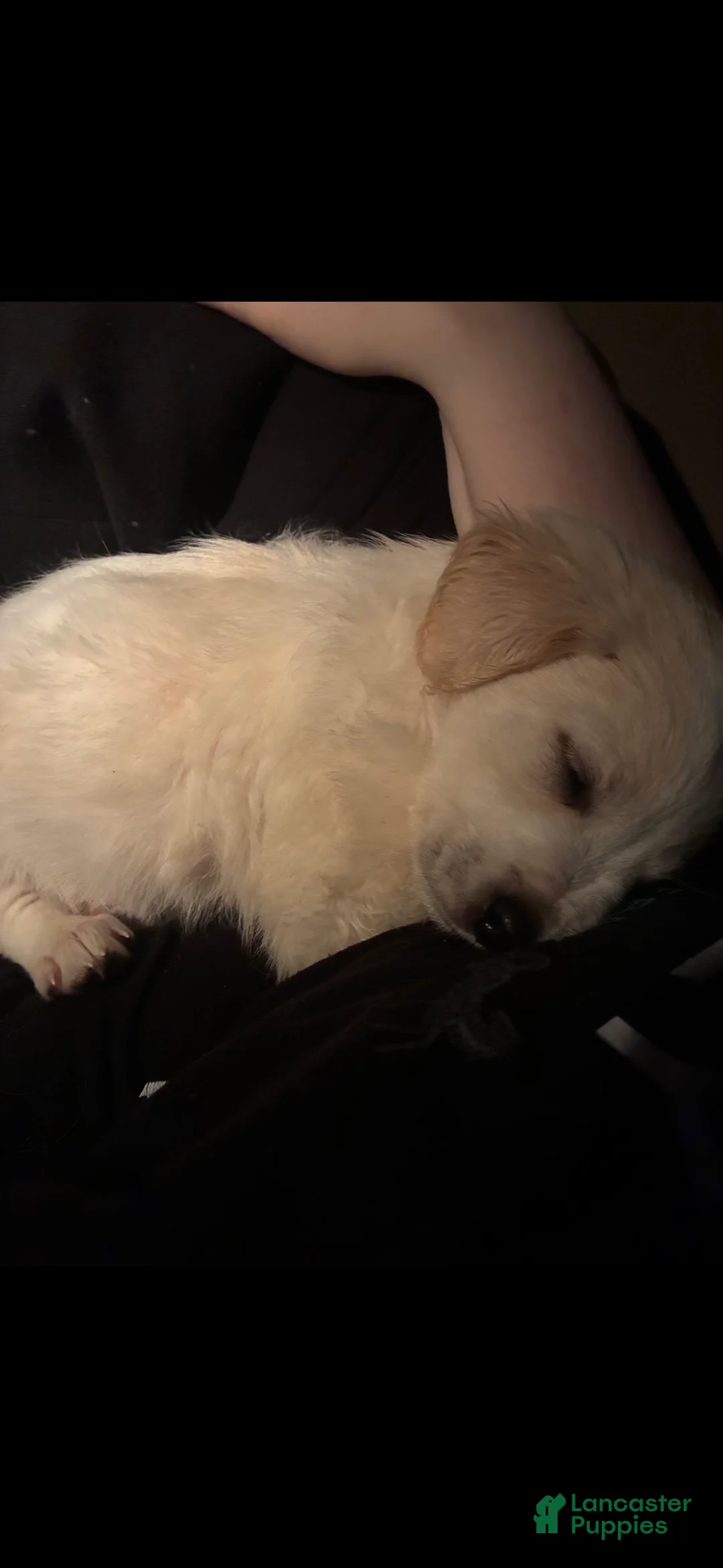 Mixed Breed dogs for sale: Coors - Ad 3