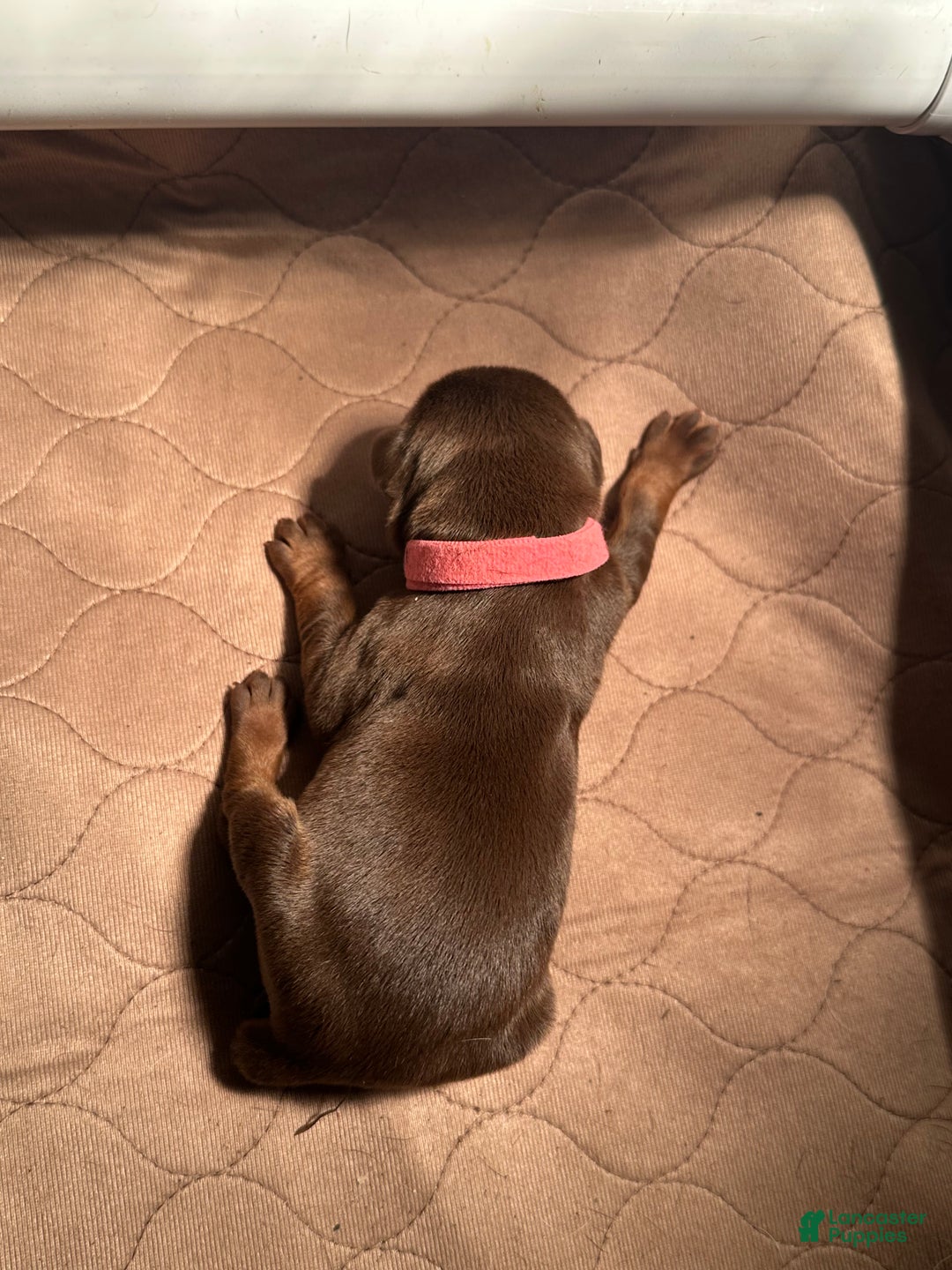 Doberman Pinscher dogs for sale: Doberman Pinscher Puppy 3 - Ad 2