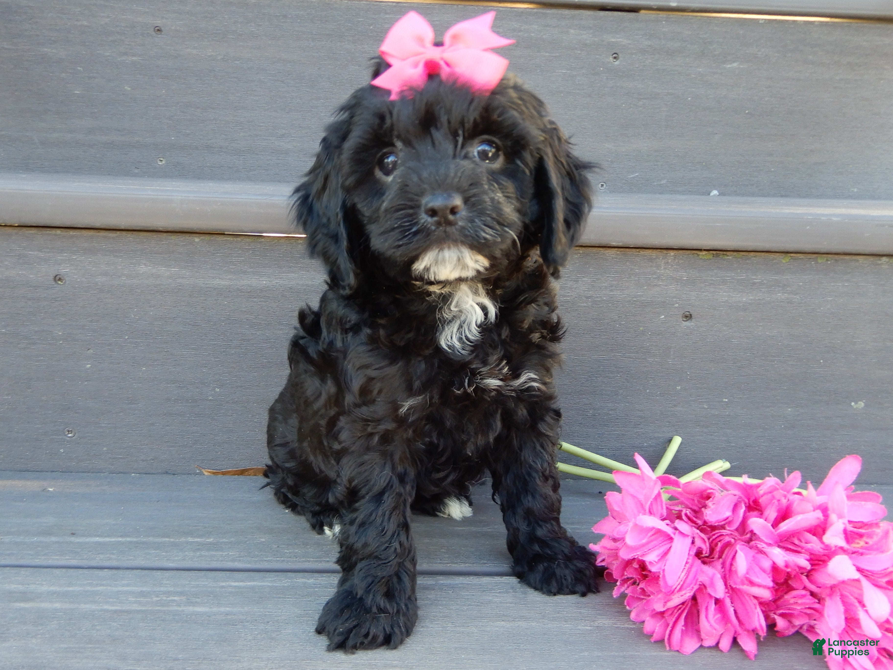 Cockapoo dogs for sale: Miley - Ad 4