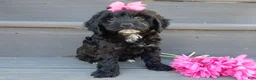 Cockapoo dogs for sale: Miley - Ad 1