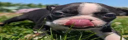 Boston Terrier dogs for sale: Graham Cracker - Ad 5