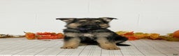 German Shepherd dogs for sale: Romania  - Ad 2