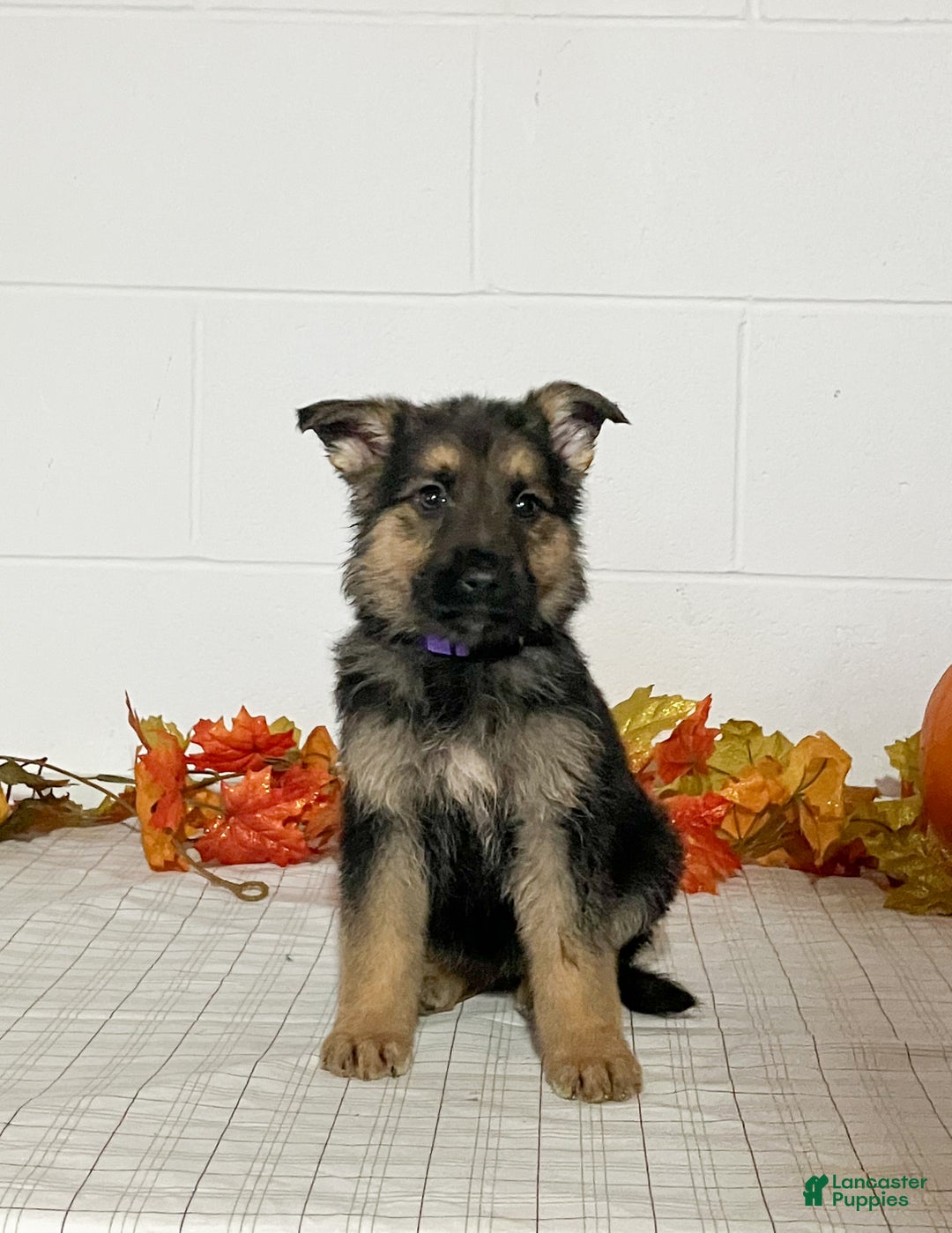 German Shepherd dogs for sale: Romania  - Ad 2