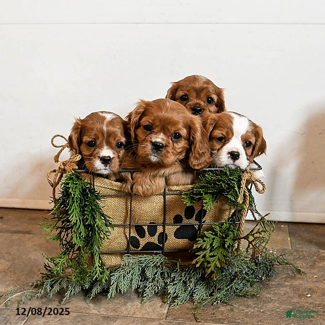 Cavalier King Charles Spaniel dogs for sale: Buster - Ad 5