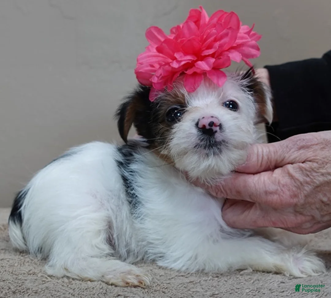 Yorkshire Terrier dogs for sale: Kiko girl - Ad 6