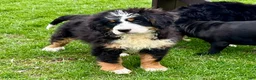 Bernedoodle dogs for sale: Sage - Ad 3