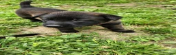 Belgian Malinois dogs for sale: Raven - Ad 2