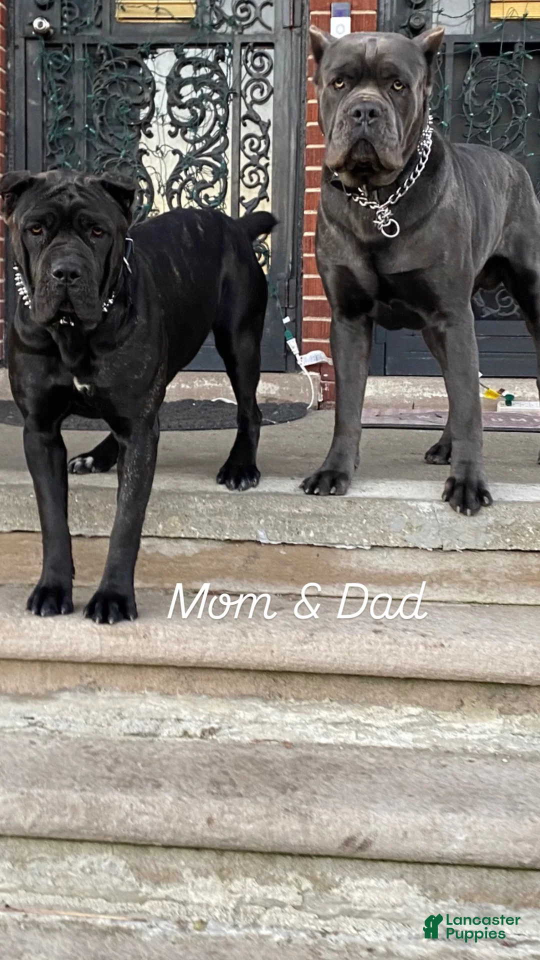 Cane Corso dogs for sale: Cane Corso Puppy 3 - Ad 6