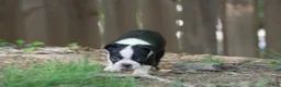 Boston Terrier dogs for sale: Bulldozer - Ad 2