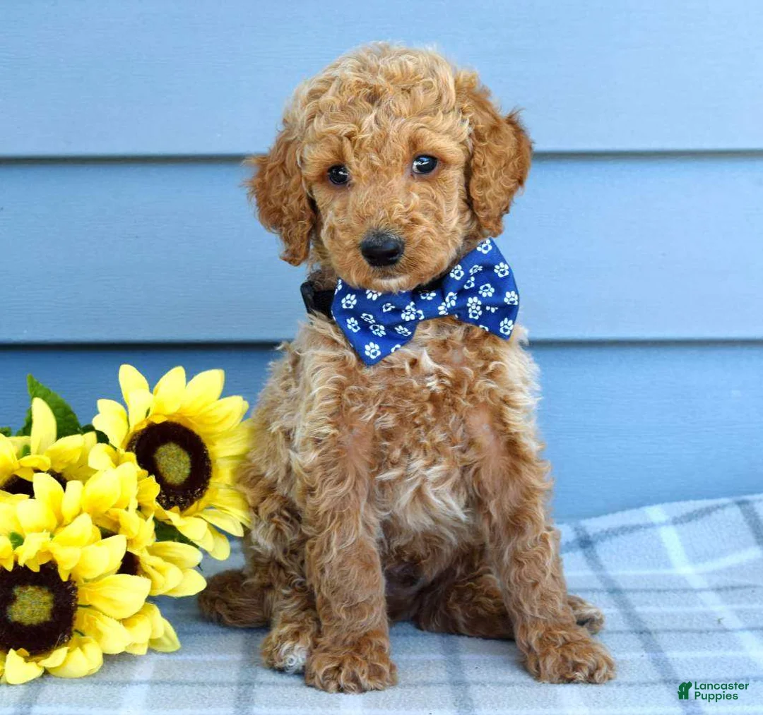 Goldendoodle dogs for sale: Hank - Ad 1