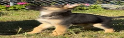 German Shepherd dogs for sale: German Shepherd 1 - Ad 3