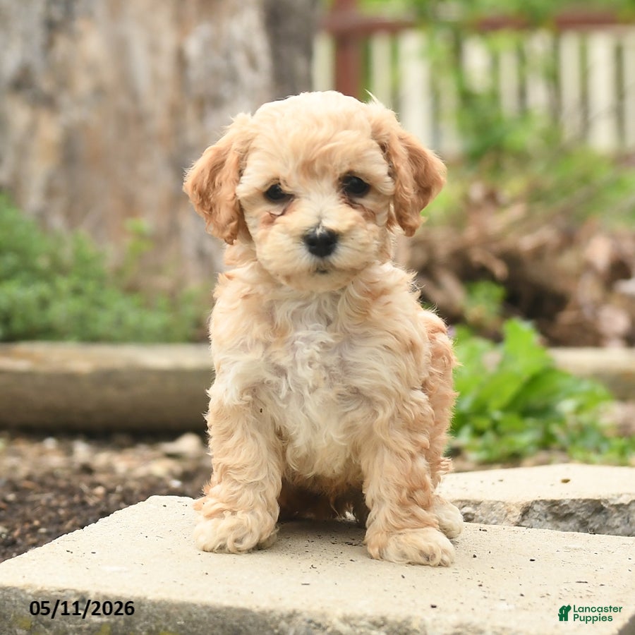 Bichpoo dogs Vivaldi - Ad 1