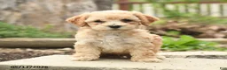 Bichpoo dogs for sale: Vivaldi - Ad 1