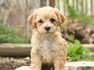 Bichpoo dogs for sale: Vivaldi - Ad 1