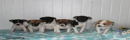 Jack Russell Terrier dogs for sale: Teddy - Ad 5