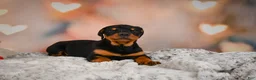 Rottweiler dogs for sale: Ace - Ad 10