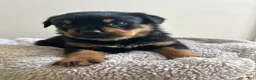 Rottweiler dogs for sale: Snickers - Ad 4