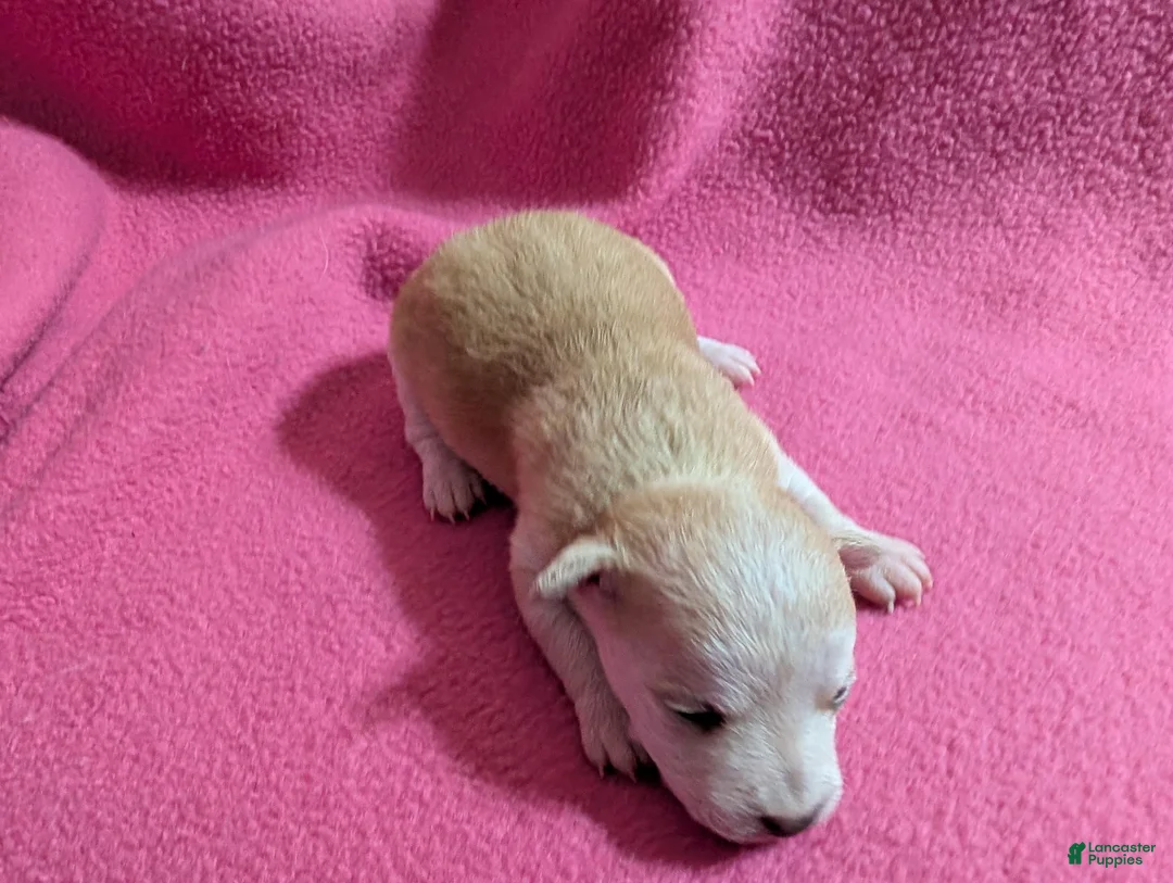 Chihuahua dogs for sale: Xyla - Ad 2