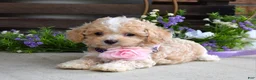 Maltipoo dogs for sale: Hope - Ad 3