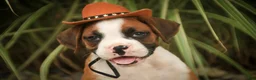 Boxer dogs for sale: Burke - Ad 6