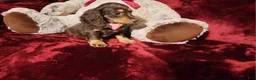 Miniature Dachshund dogs for sale: KISSES - Ad 6