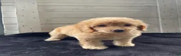 Cockapoo dogs for sale: Sweetie  - Ad 7