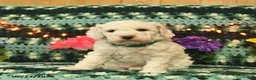 Mini Goldendoodle dogs for sale: Silly Billy  - Ad 1