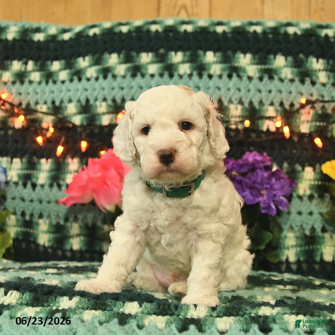 Mini Goldendoodle dogs for sale: Silly Billy  - Ad 1