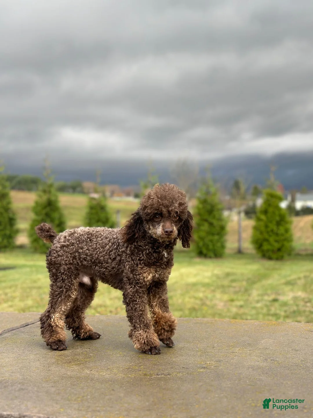 Mini Goldendoodle dogs for sale: Russell - Ad 6