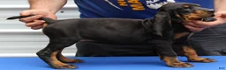 Black And Tan Coonhound dogs for sale: Lori - Ad 3