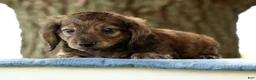 Miniature Dachshund dogs for sale: Josh - Ad 4
