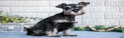 Miniature Schnauzer dogs for sale: Casey - Ad 2