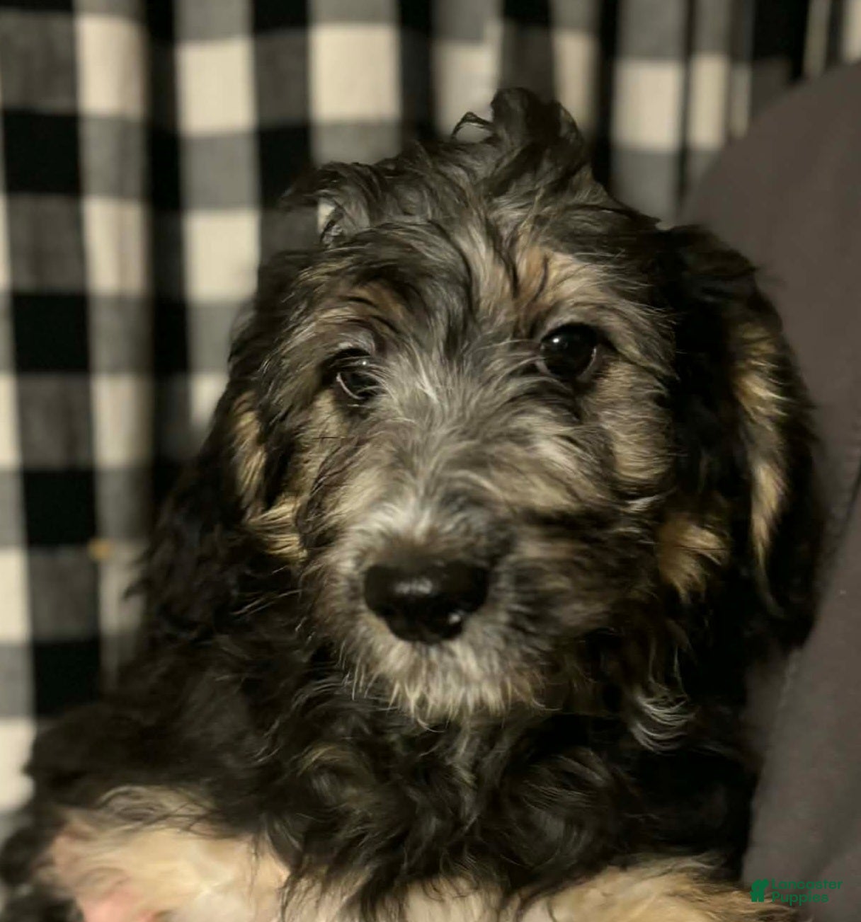 Mini Aussiedoodle dogs Mini Aussiedoodle Puppy 2 - Ad 24