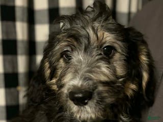 Mini Aussiedoodle dogs Mini Aussiedoodle Puppy 2 - Ad 24